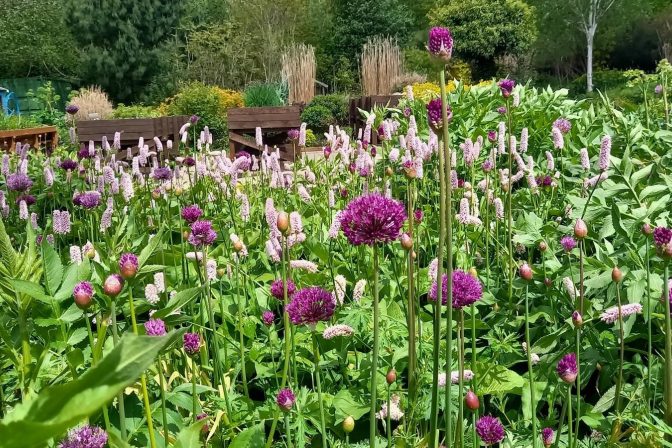 Allium euphorbia May2