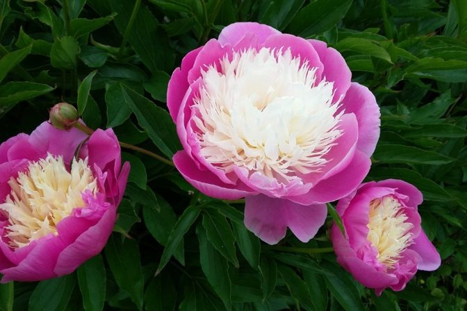 Julie Harris - Peony - Winner