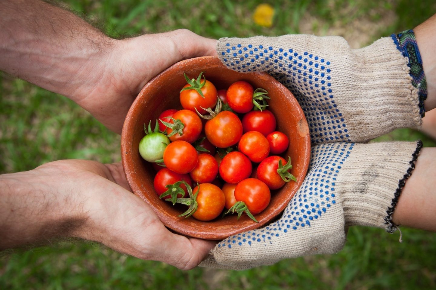A bowl full of harvested tomatoes