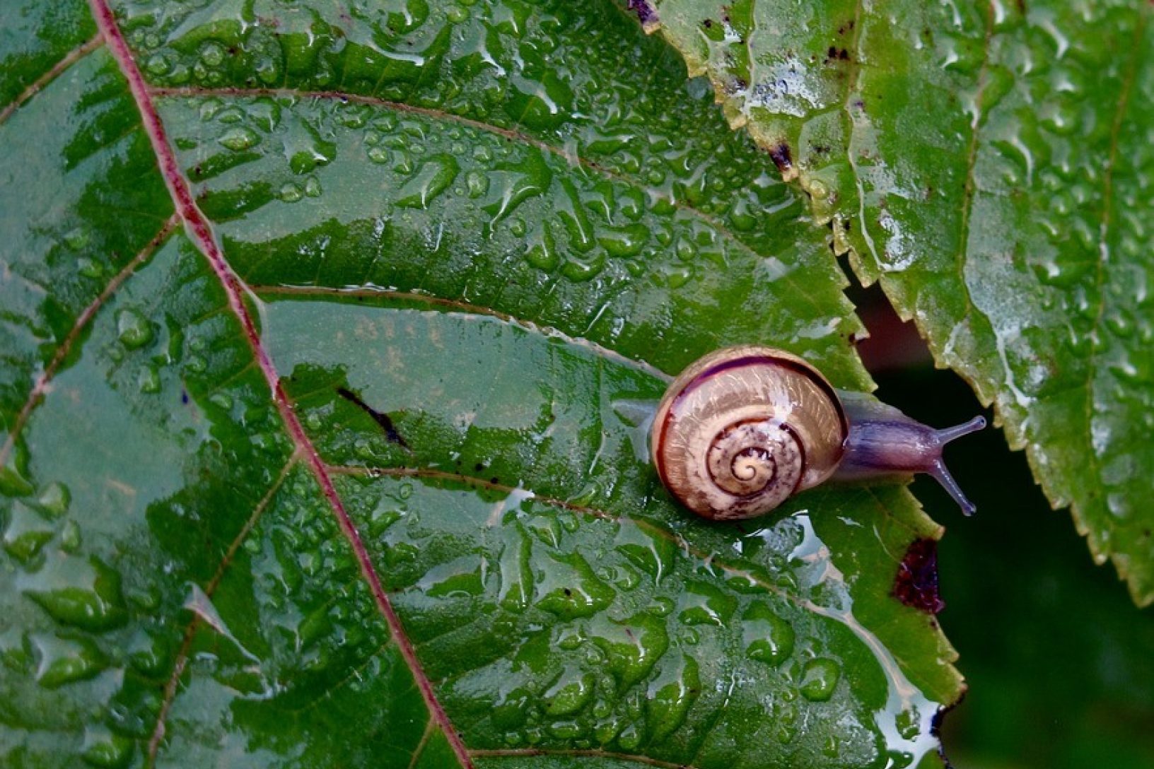 Snail deterring pests