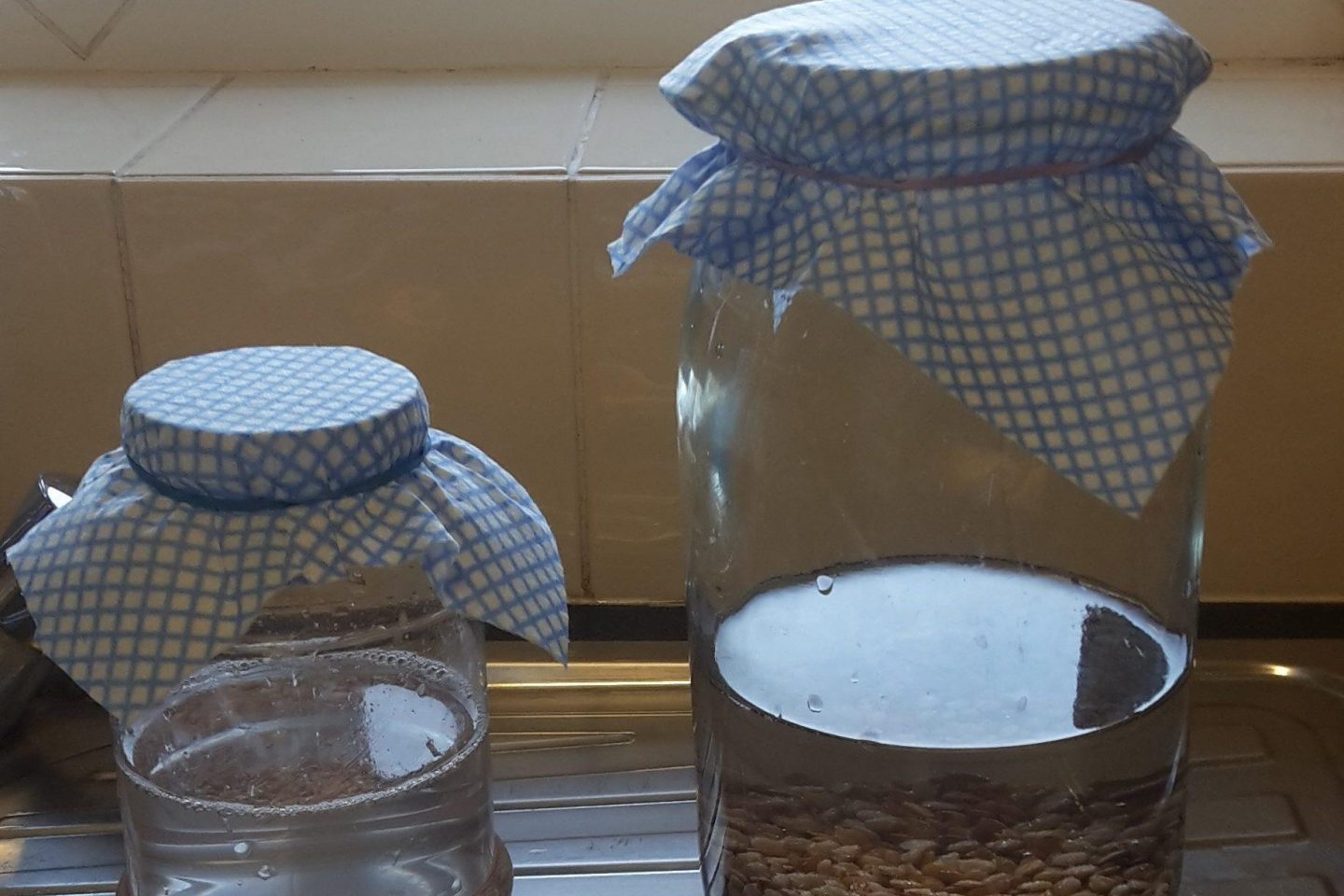 Seeds soaking in jars