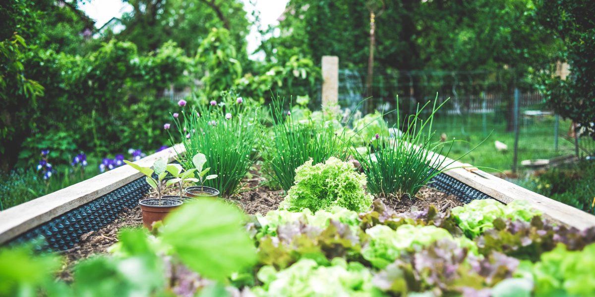 Companion planting - Thrive