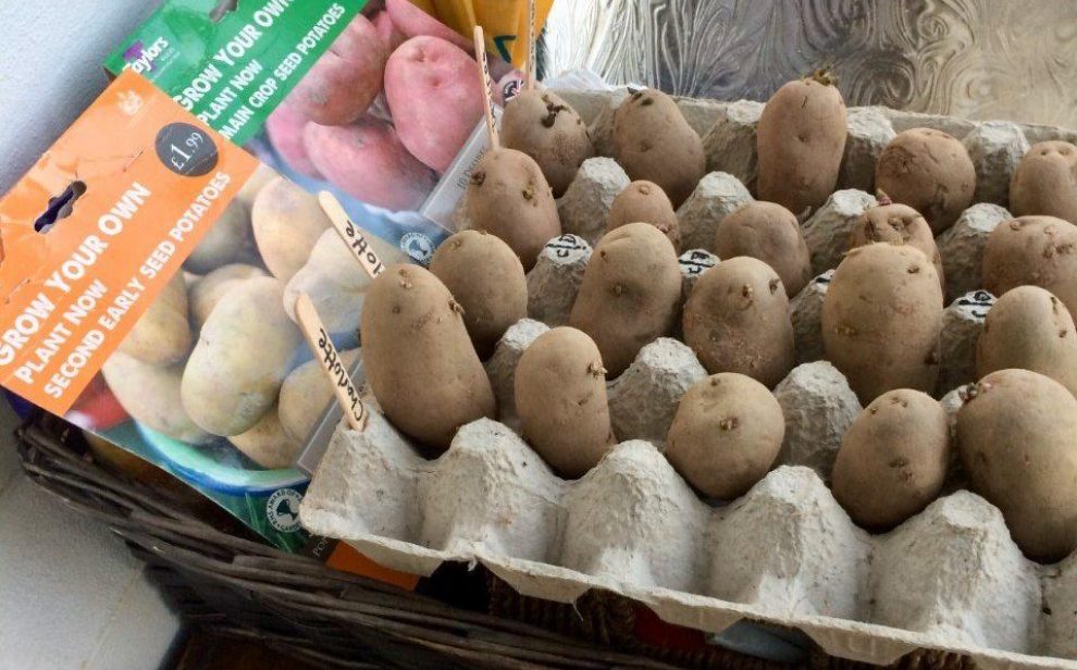 Chitting potatoes 13