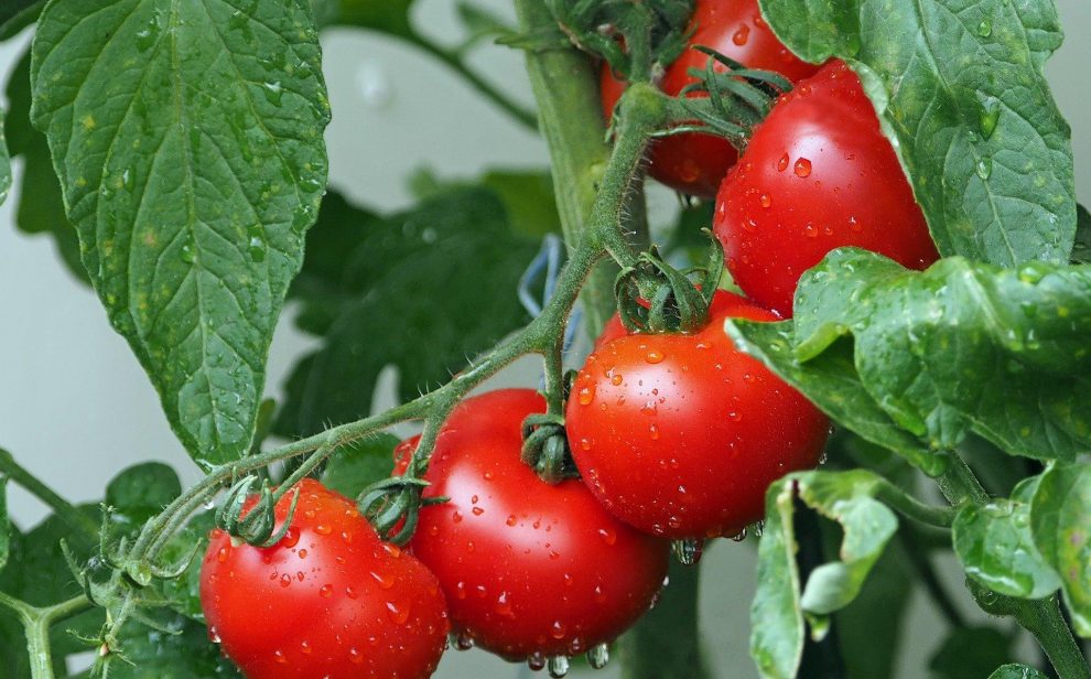 Ripe red tomatoes on the vine