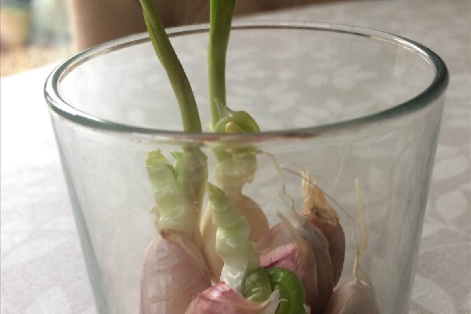 Garlic sprouting in a glass