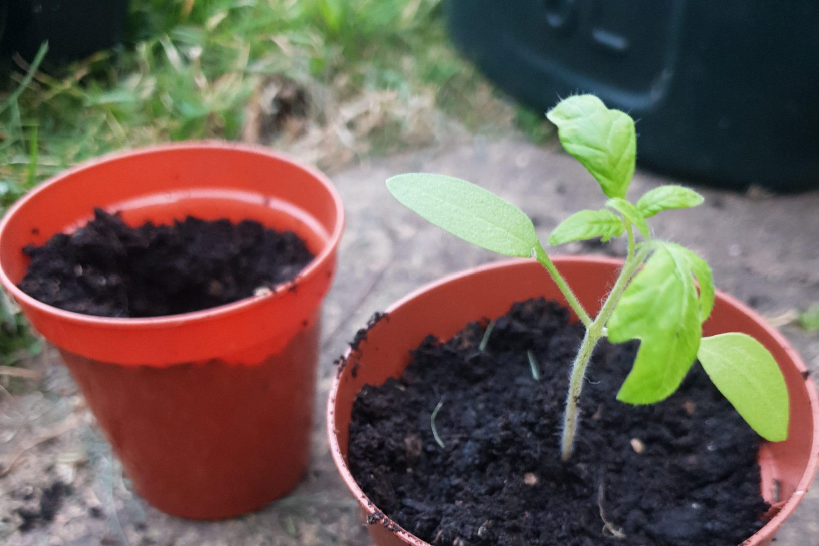 potting seedling pricking thrive
