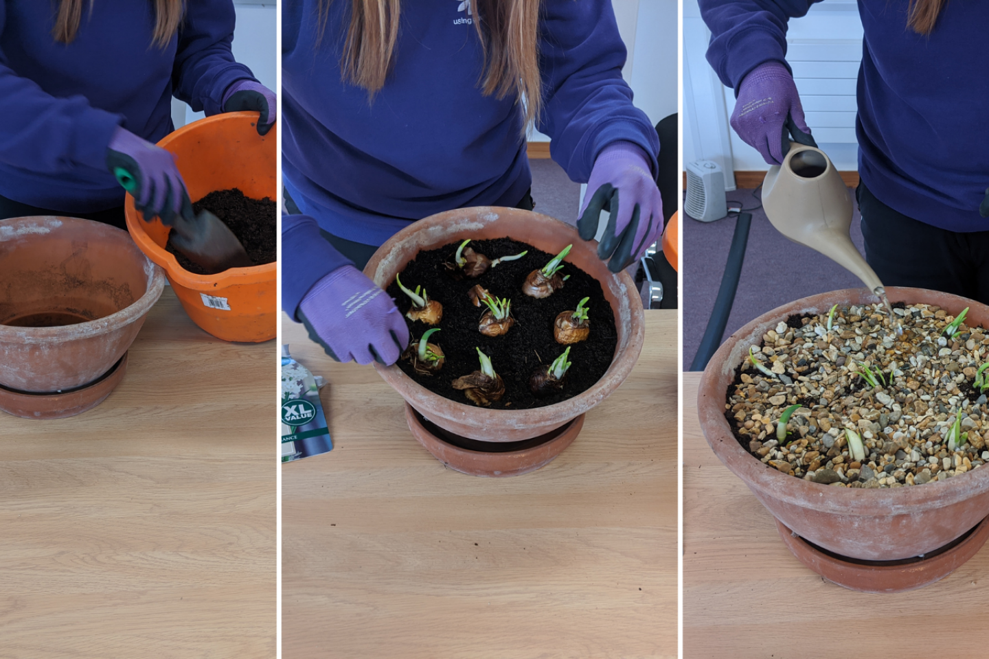 A guide to planting bulbs Thrive