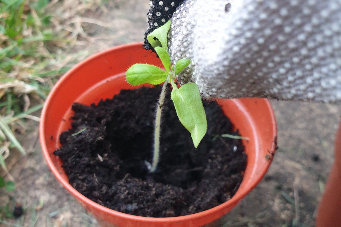 Place seedling in pot 2