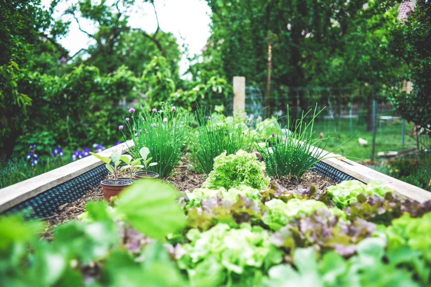 A raised bed filled with tasty lettuces and flowering chives