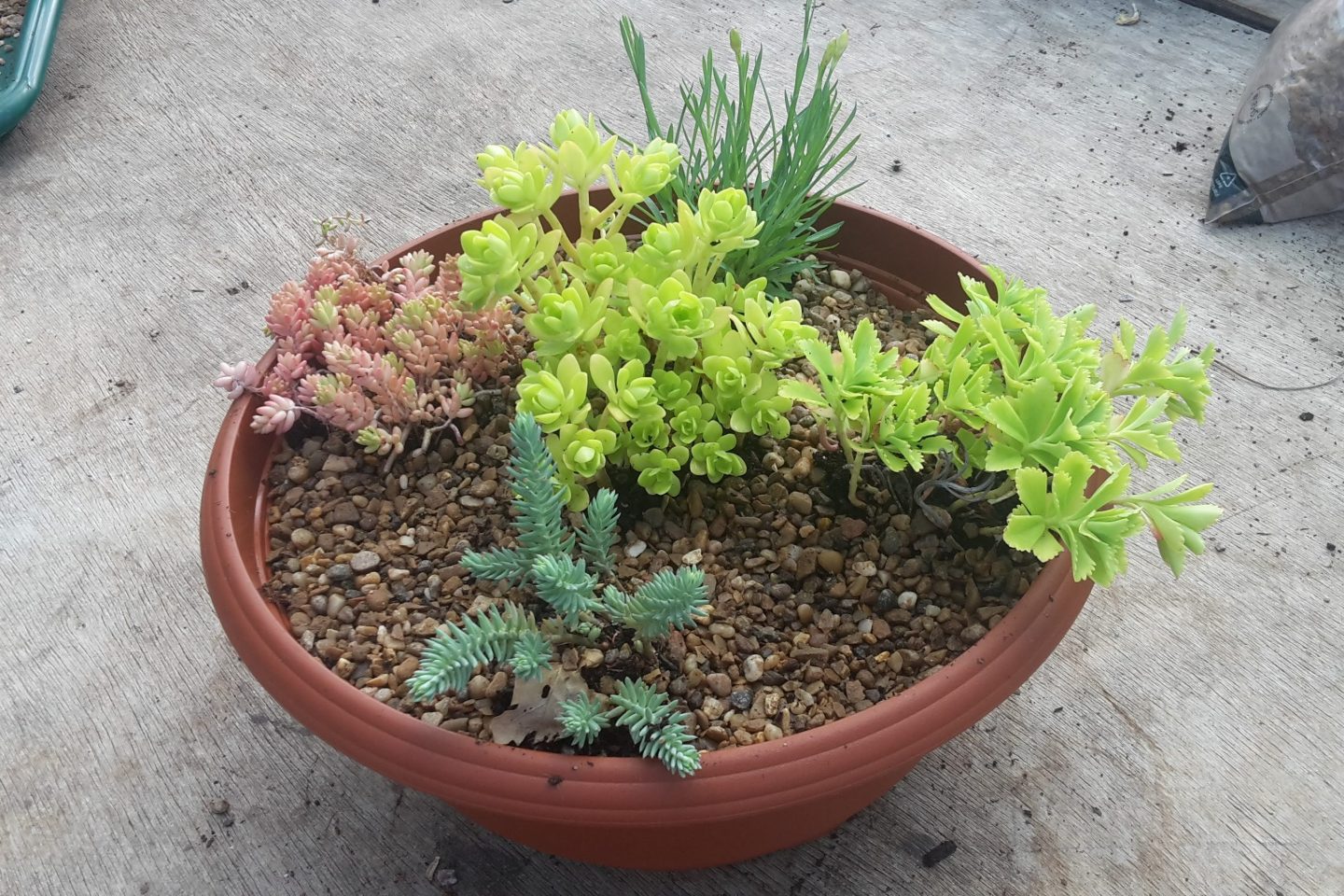 Alpine plants in a container with a layer of gardening grit on top