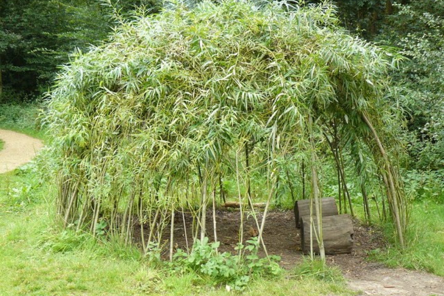 Willow structure 6