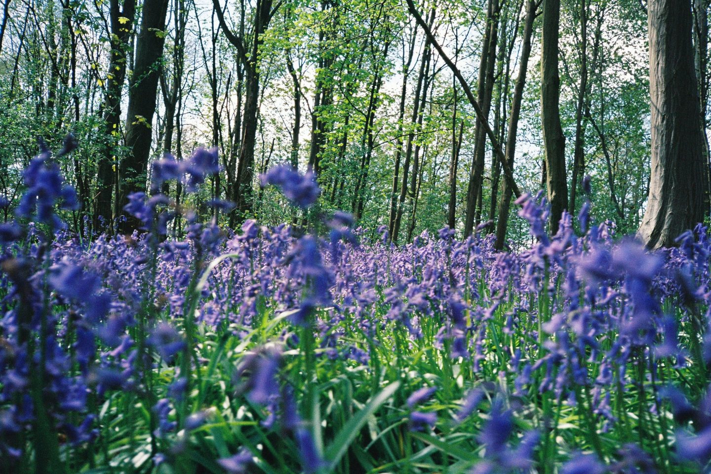 Bluebell woods