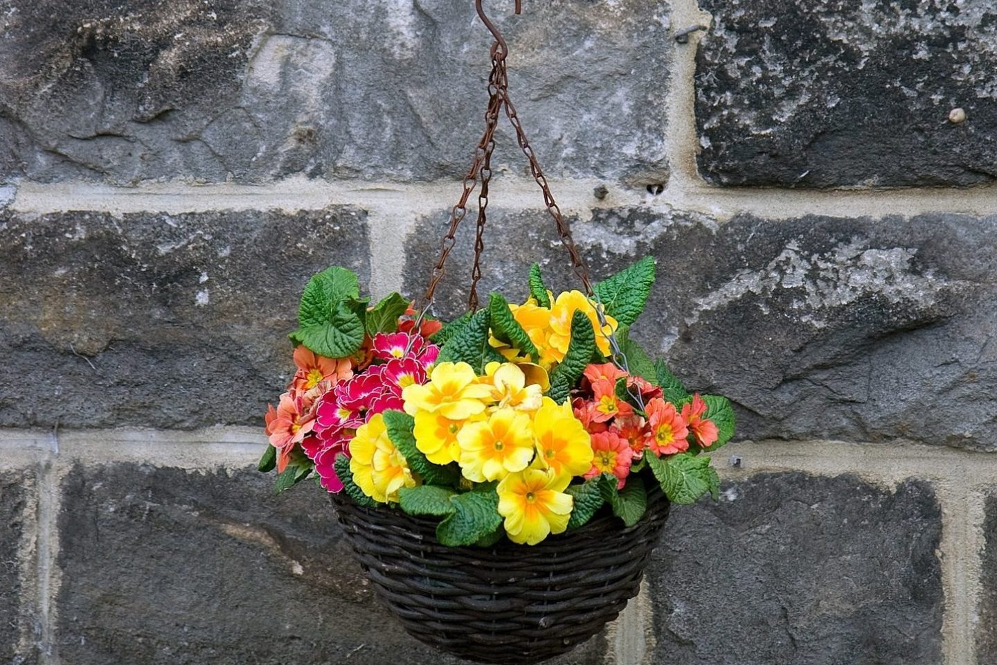 Hanging basket flowers 15233 1920