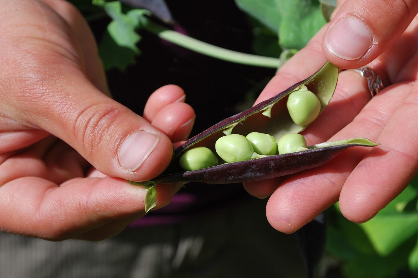 Harvesting peas
