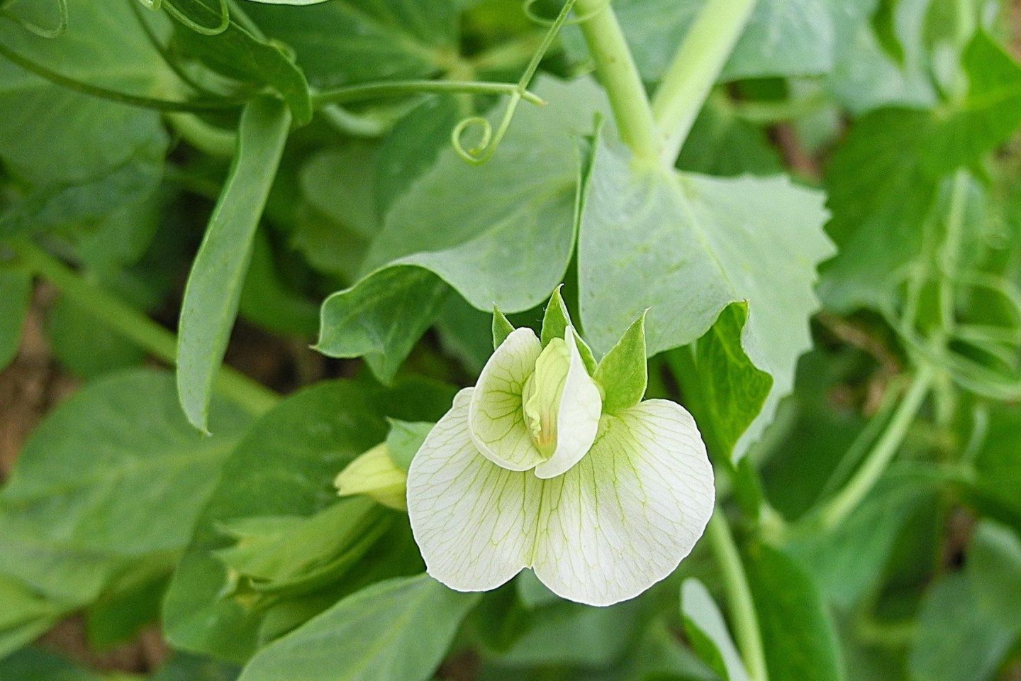 Pea flower