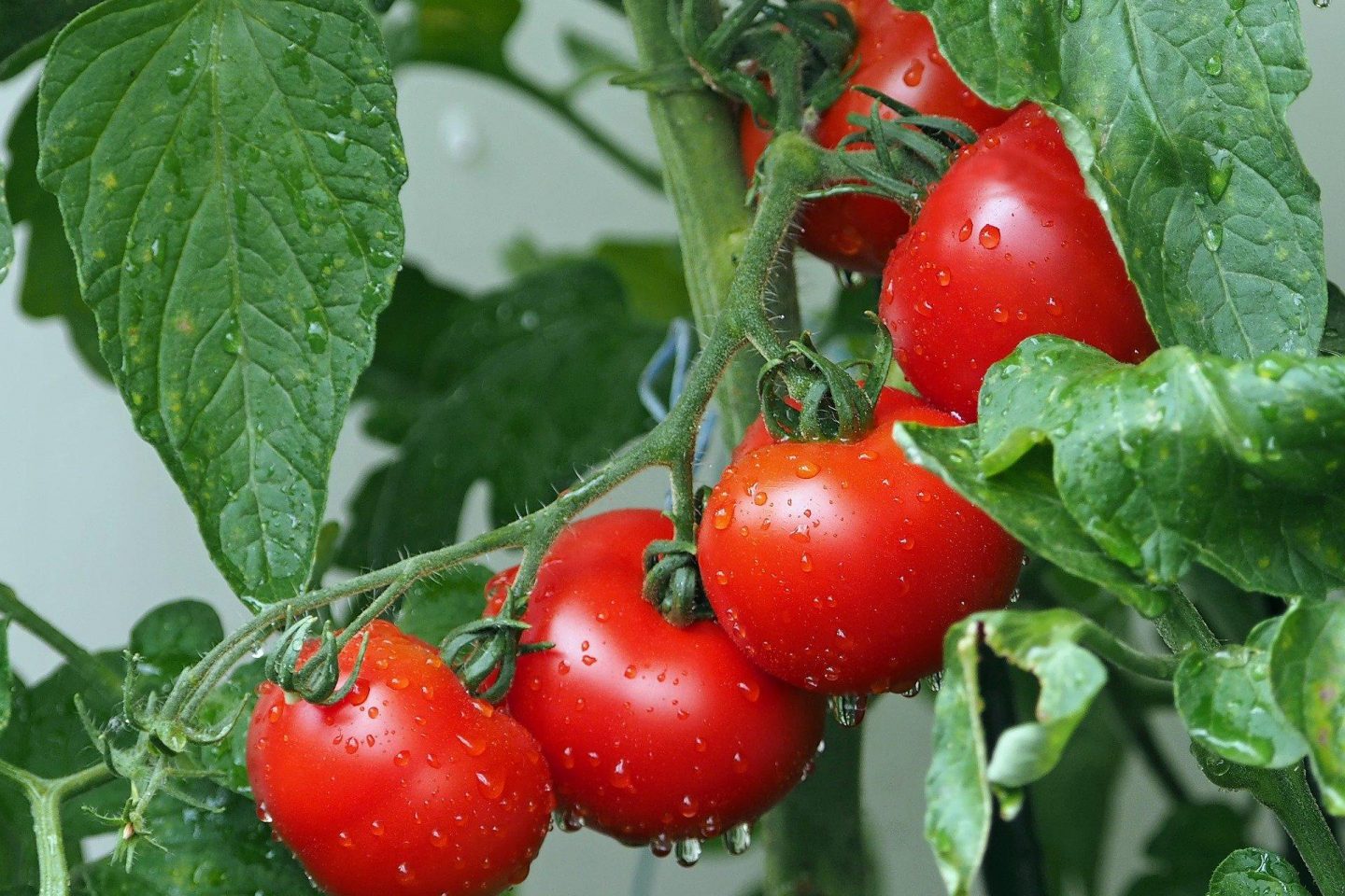 Ripe red tomatoes on the vine