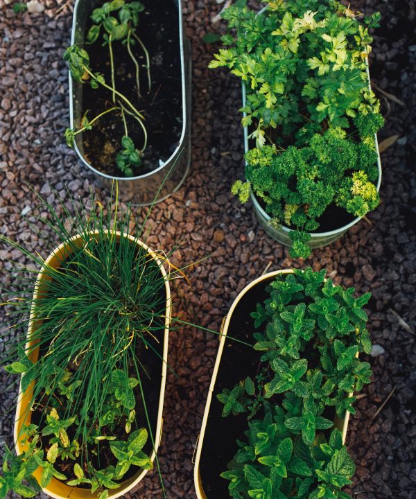 Growing herbs in pots Thrive
