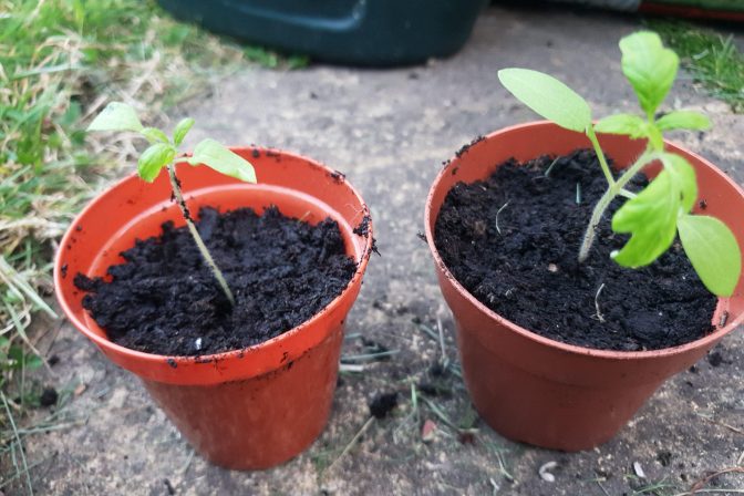 2 seedlings