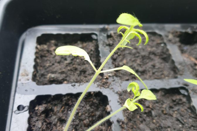 Seedlings together