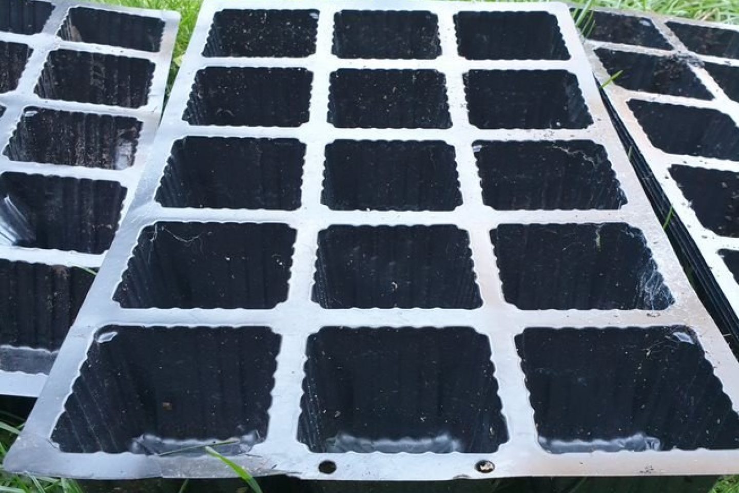Seed trays