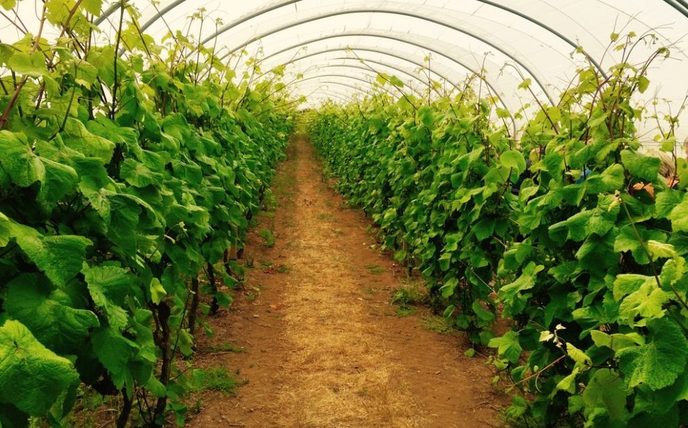 Overwintering crops in a polytunnel