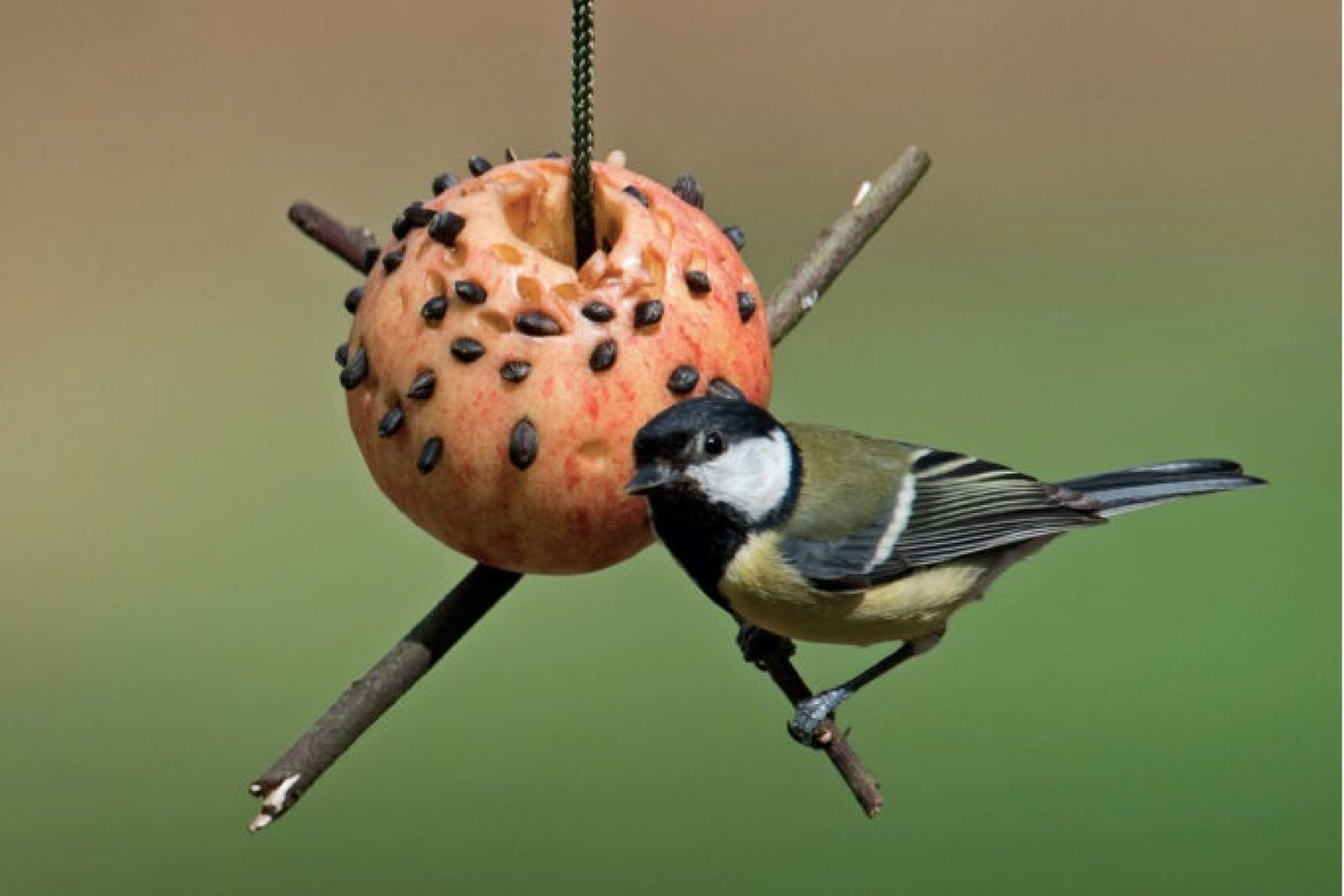 A great tit on a homemade apple bird feeder