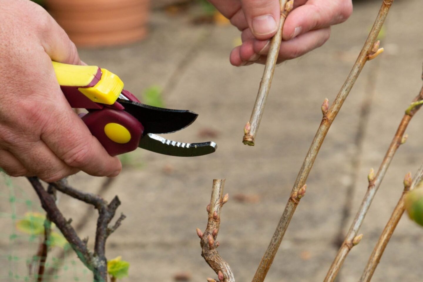 Hardwood cuttings 2