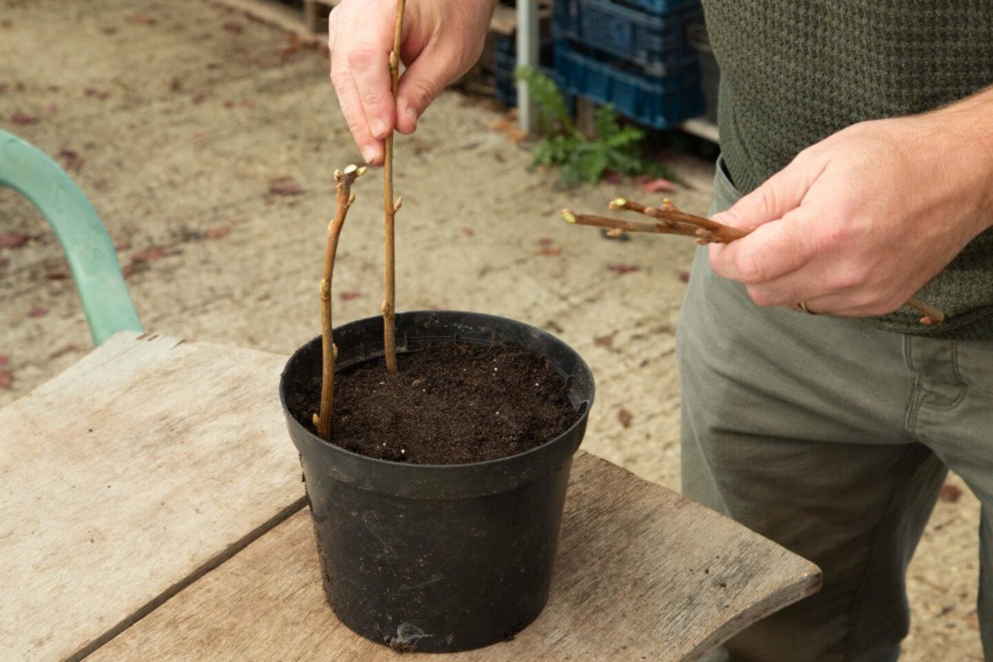 Hardwood cuttings 4