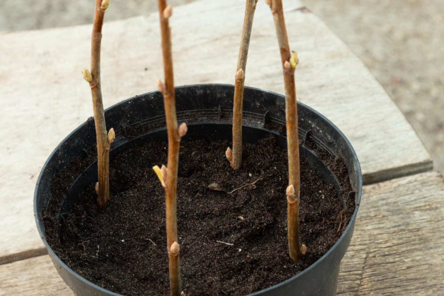 Hardwood cuttings 6