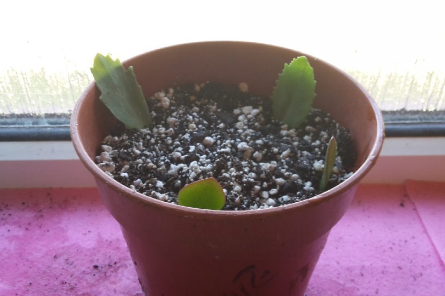 Leaf cuttings in a pot