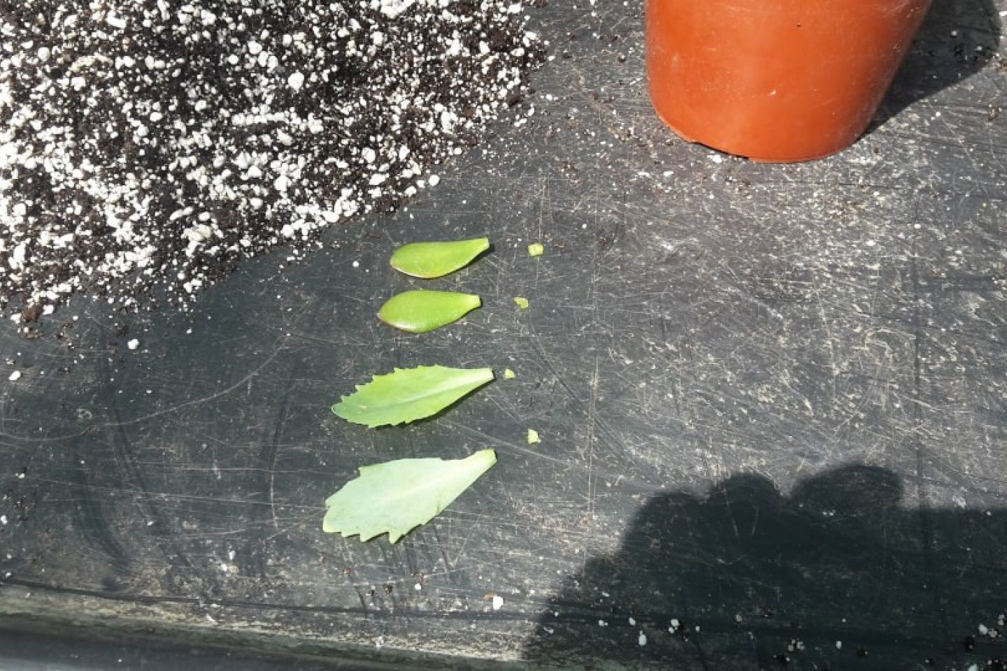 A row of leaf cuttings