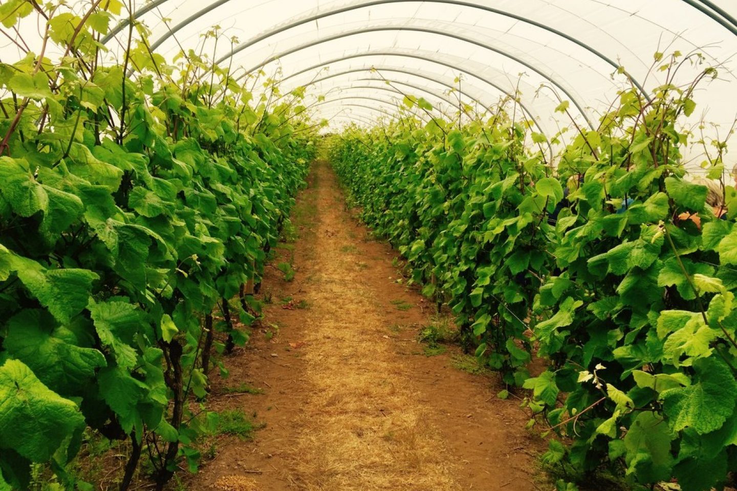 Overwintering crops in a polytunnel