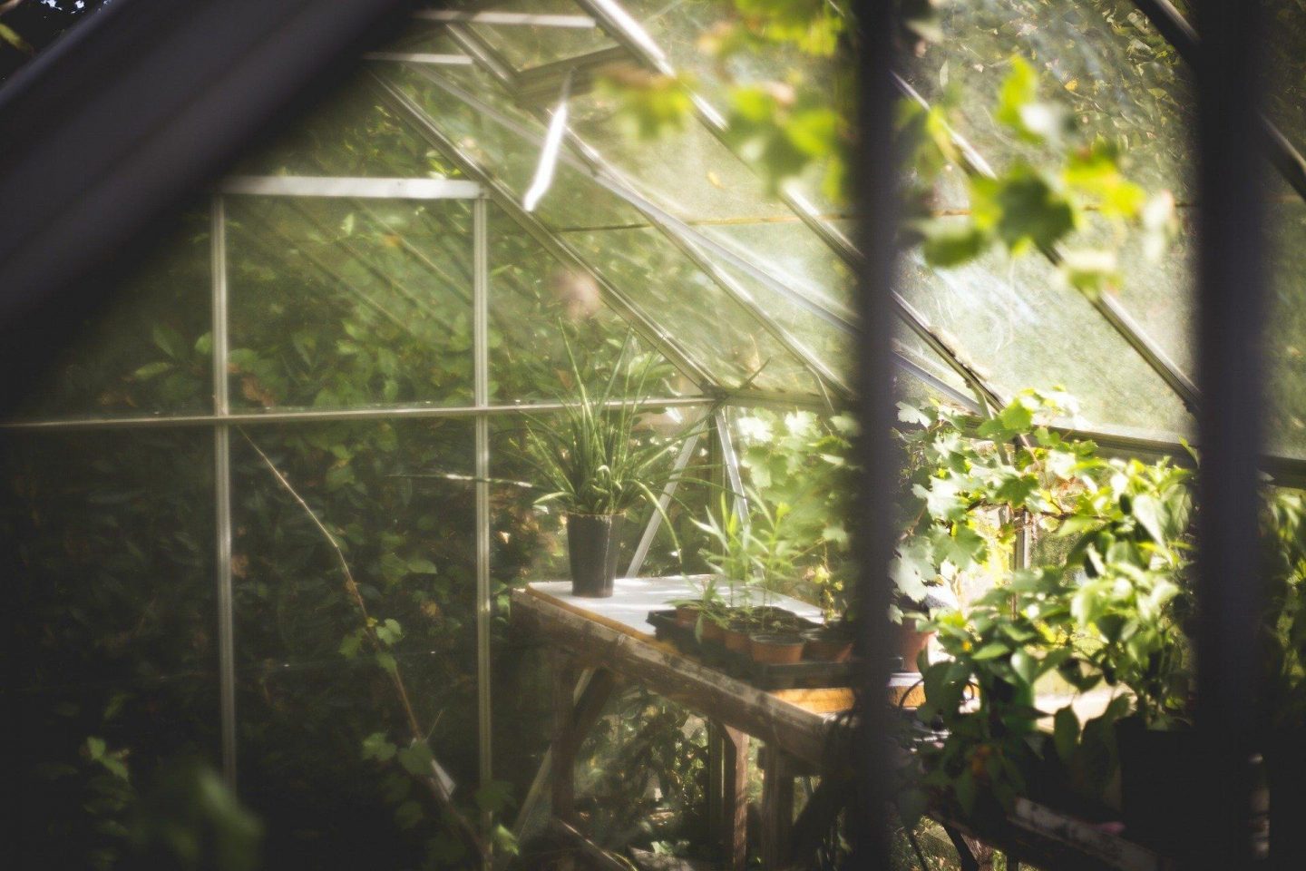 Greenhouse 691704 1920