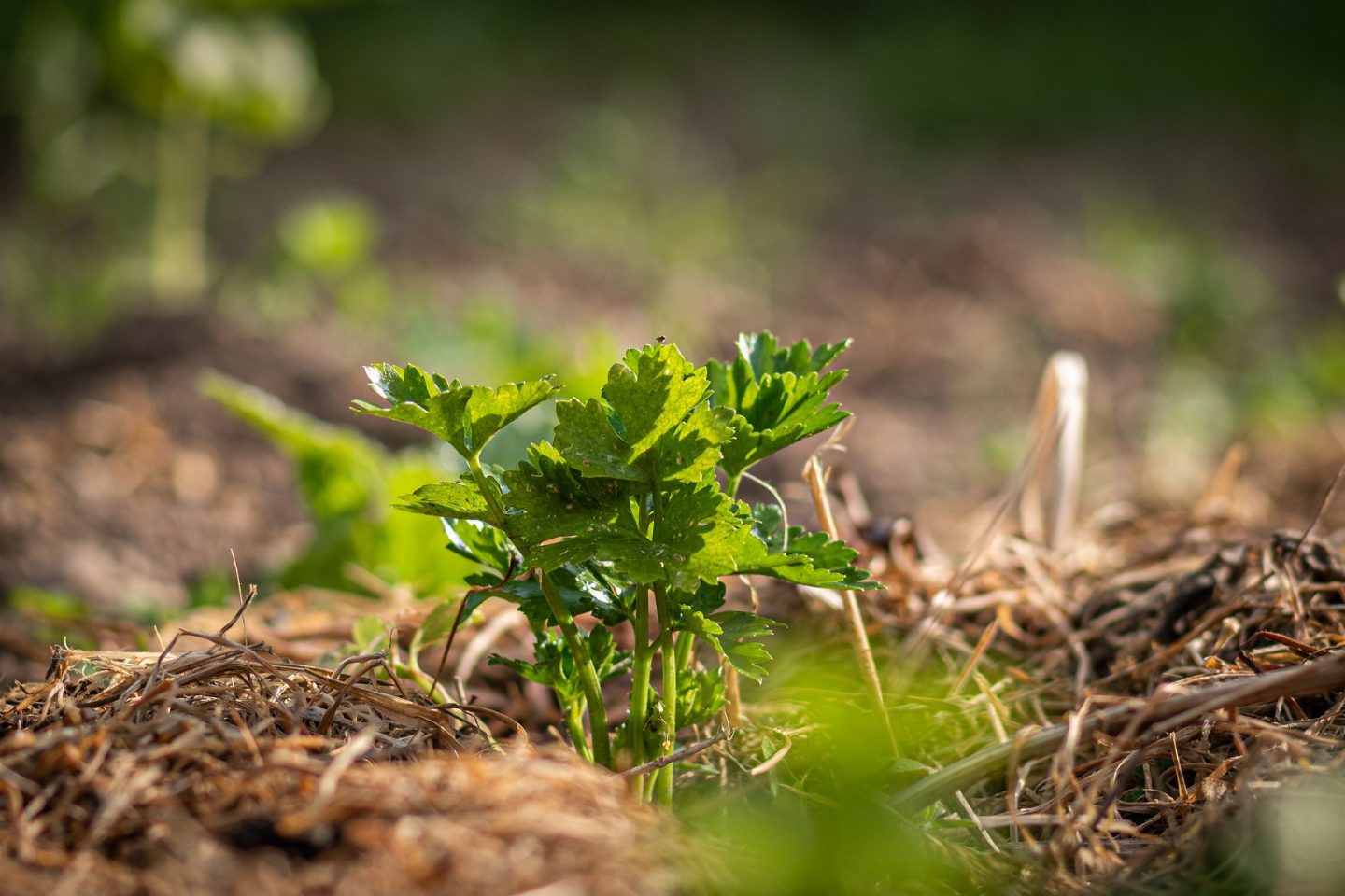 Celery plant with mulch