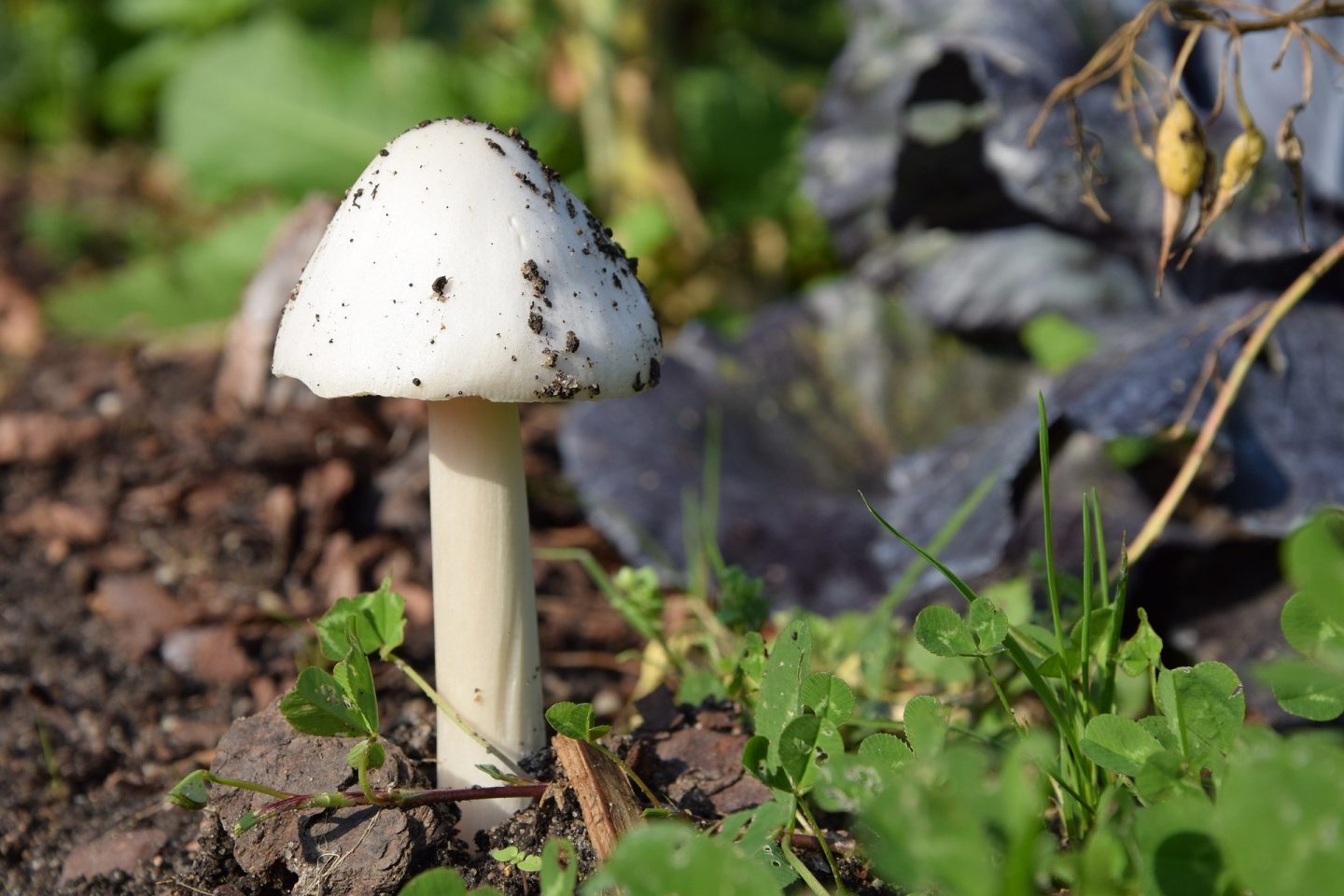 Mushroom autumn