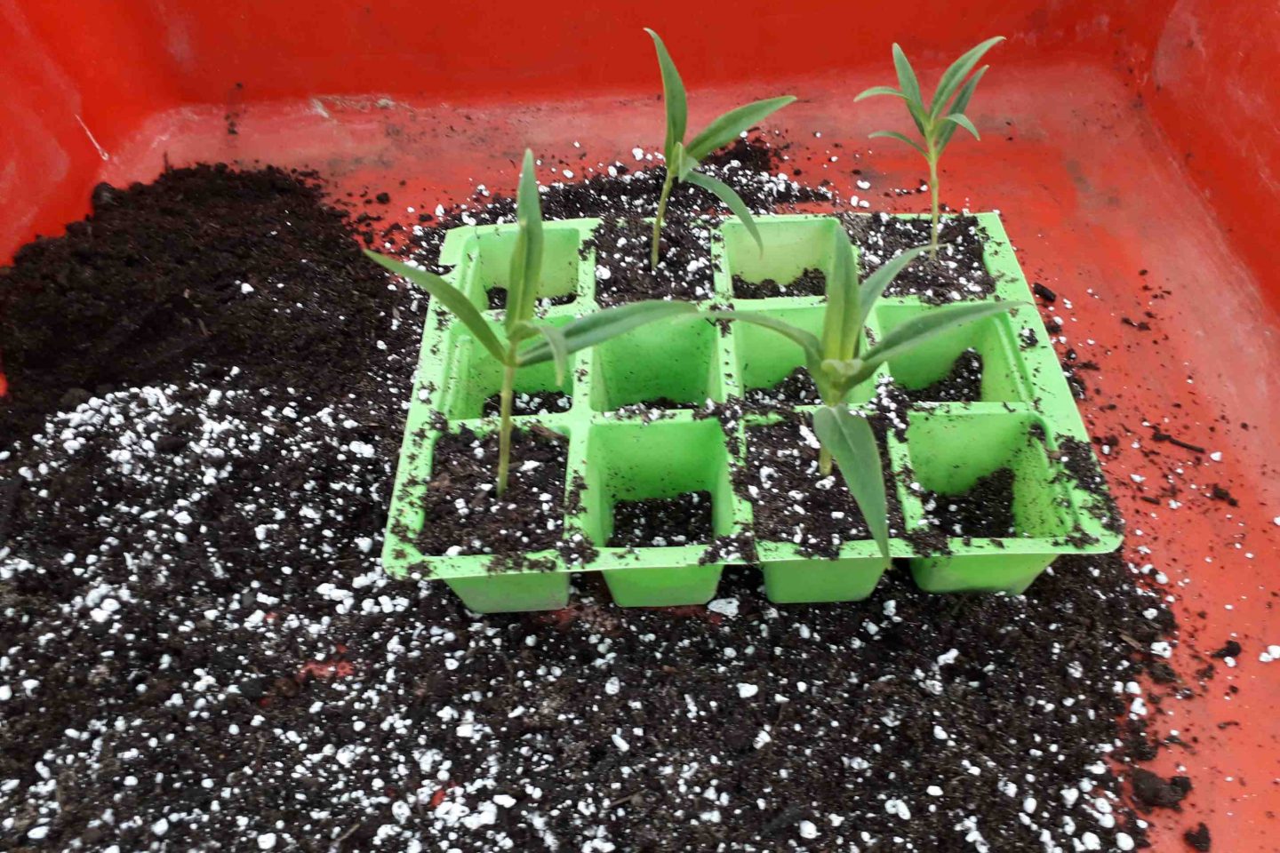 Semi ripe cuttings 2 1