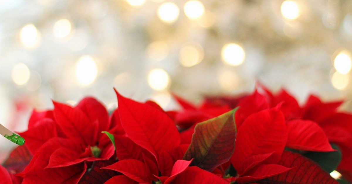 Christmas plants Thrive