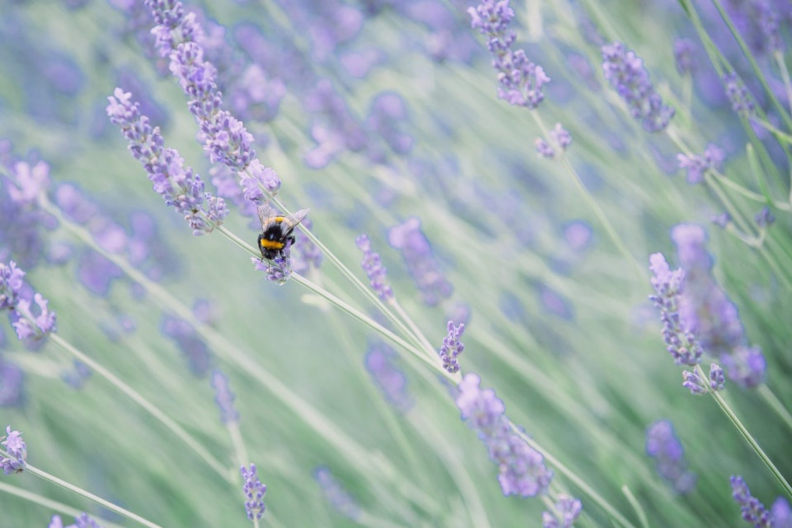 Bee on lavendar Charlie Garner 2019 3
