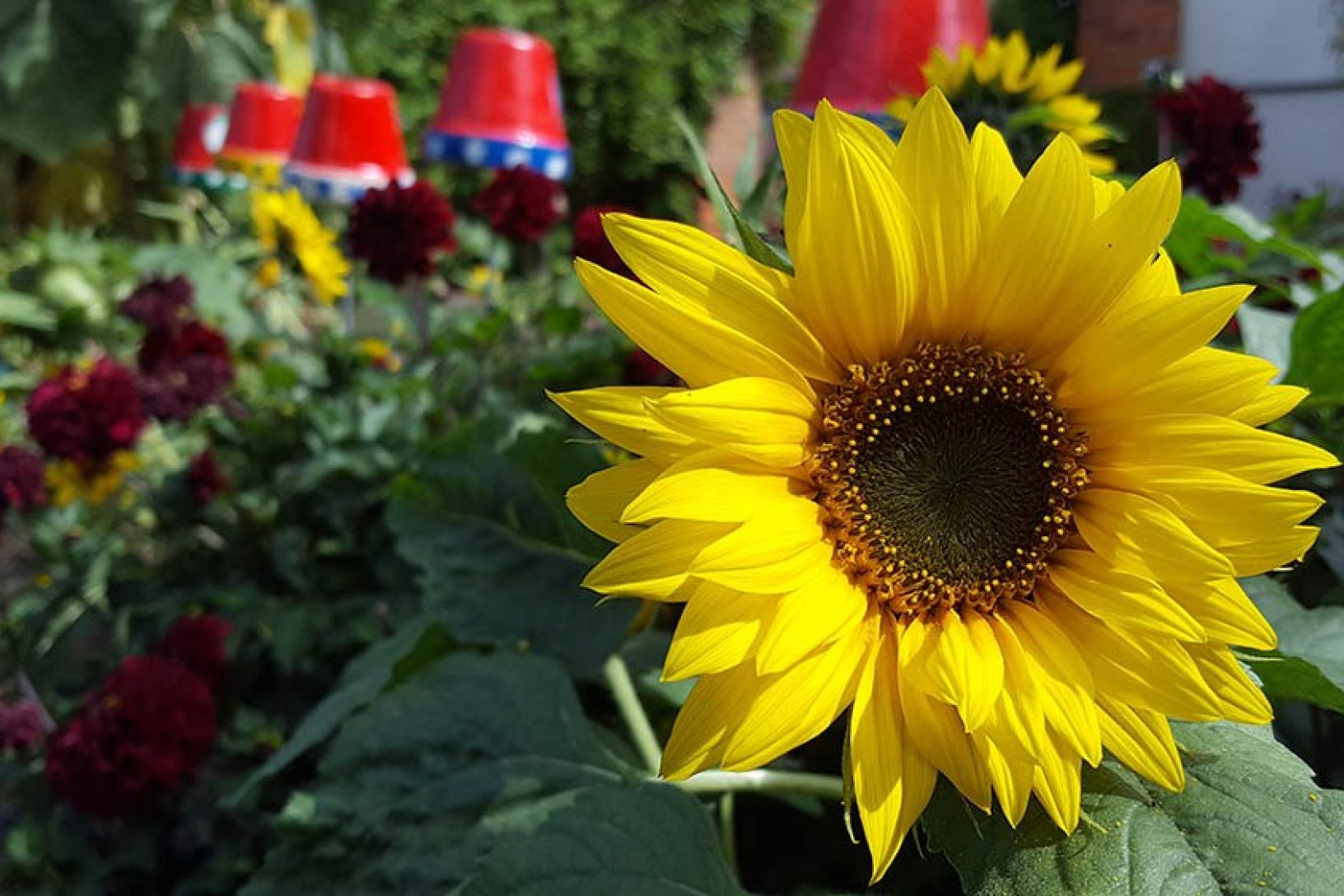 A bright yellow sunflower in bloom