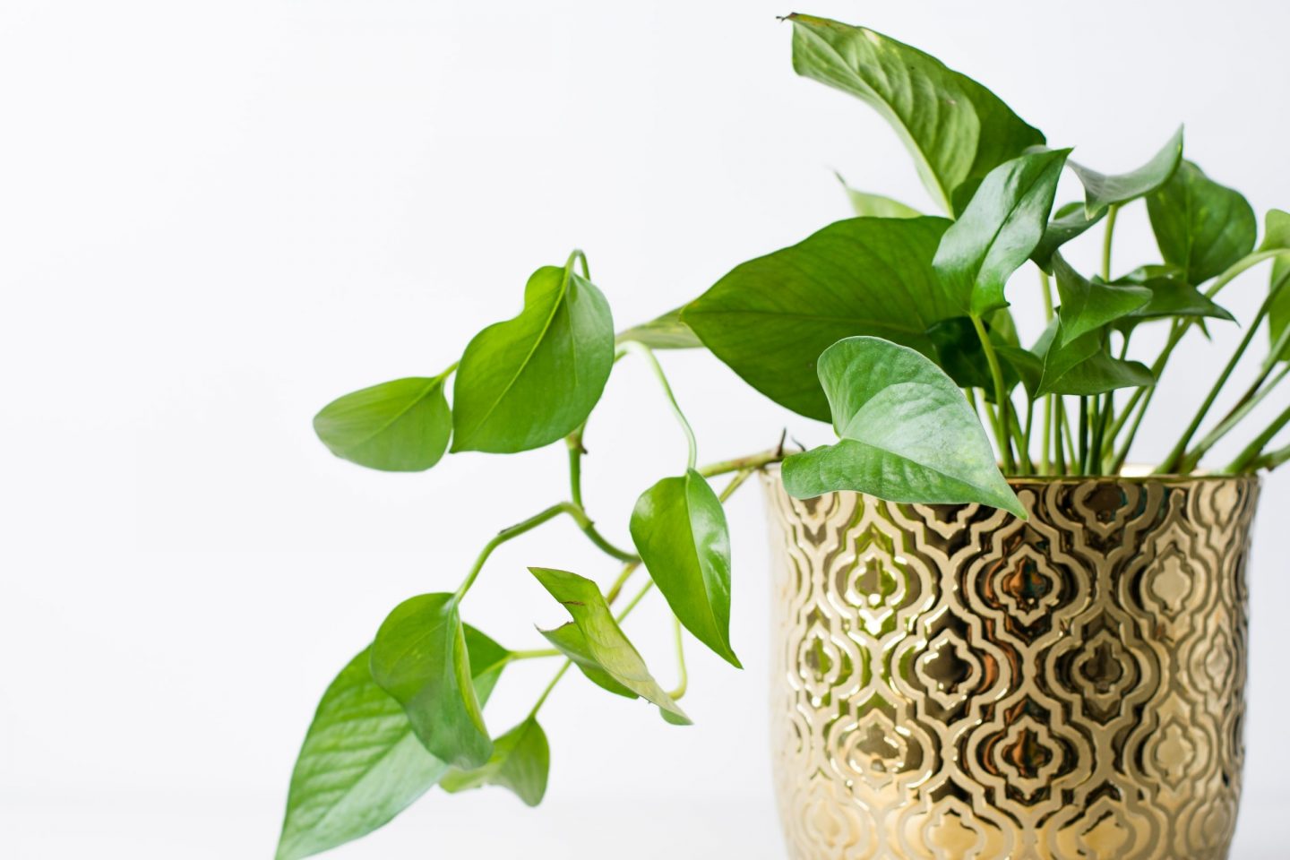 Pothos, also known as devil’s ivy, in a decorative gold pot