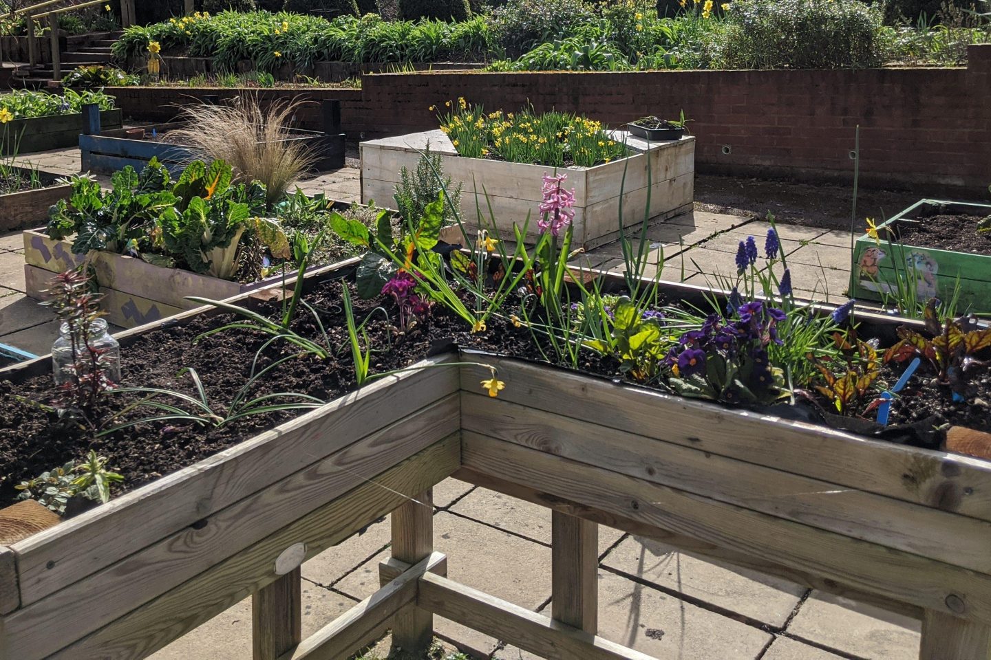 A paved area of garden with wooden raised beds full of plants
