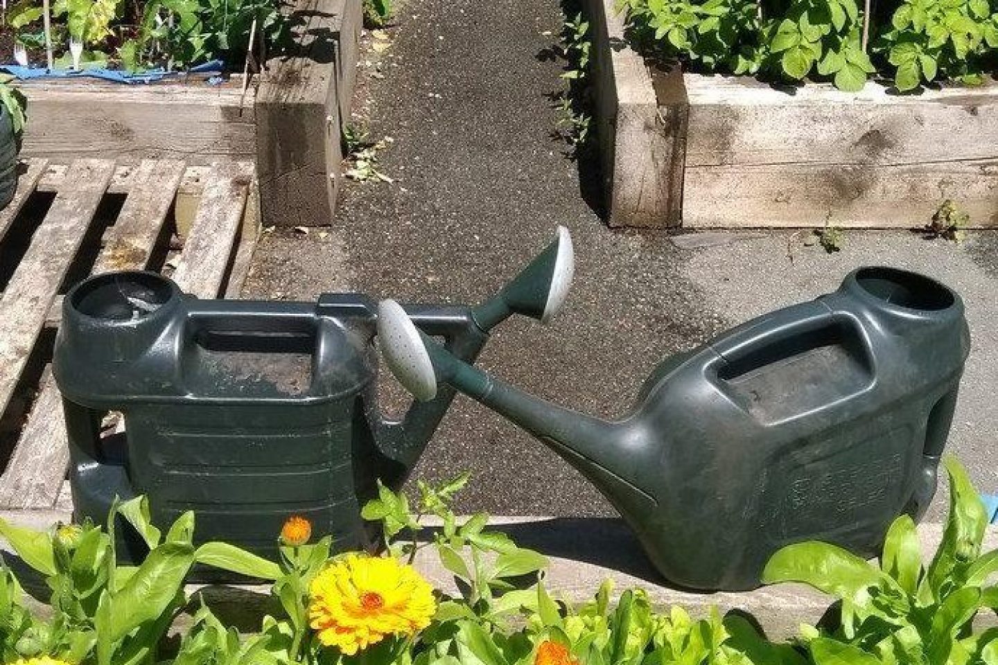 A pair of watering cans