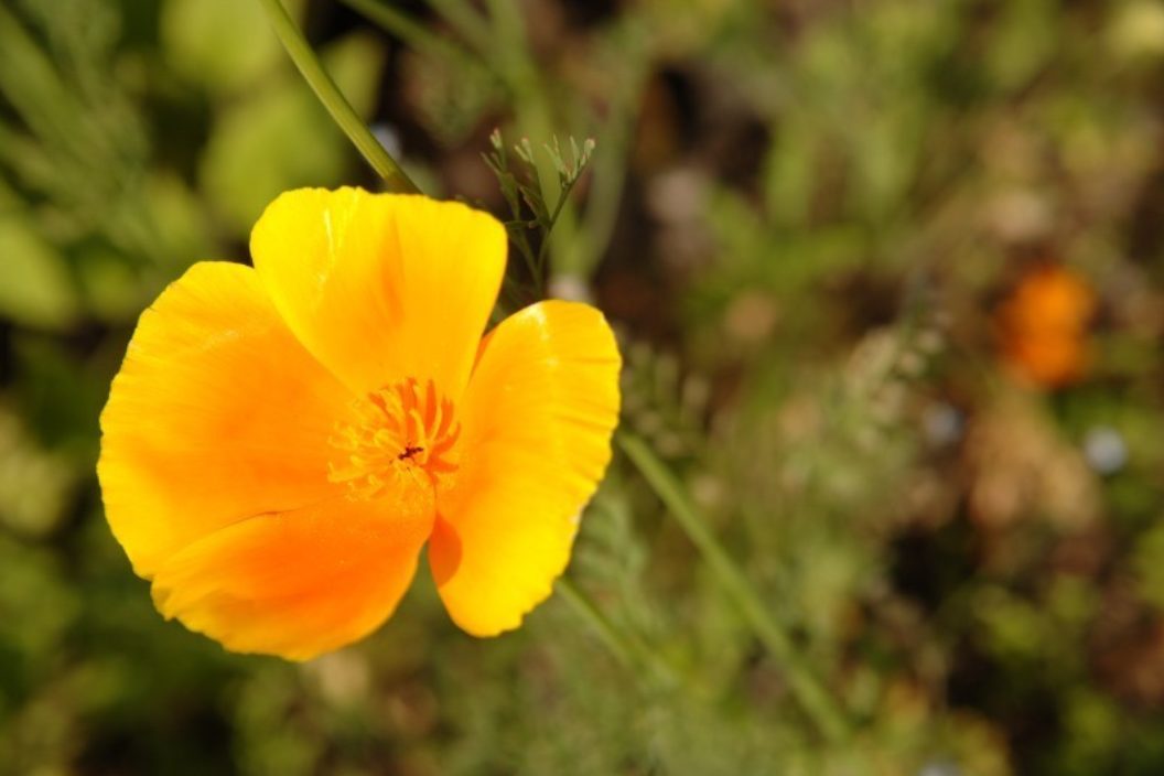 Californian poppy orange flower