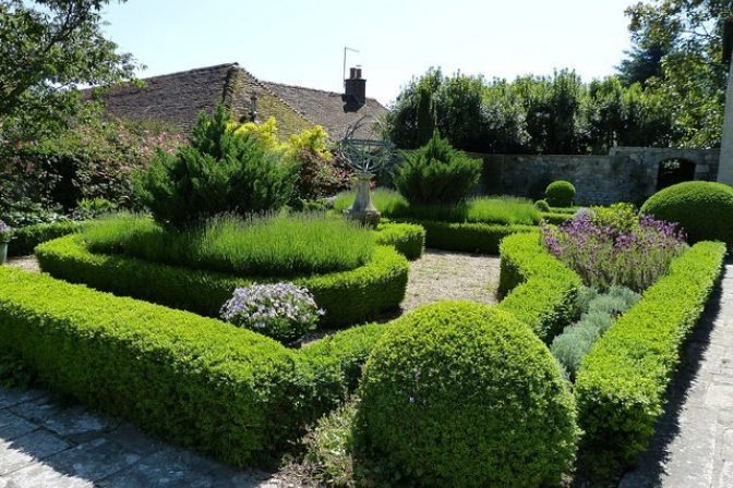 Box hedge topiary