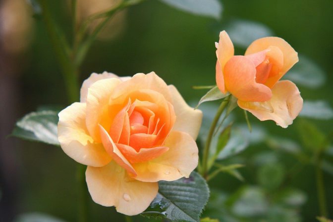 Rose peach