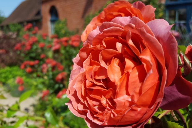 Roses peach in bloom