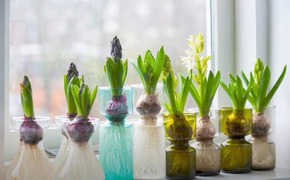 A row of hyacinths in vases