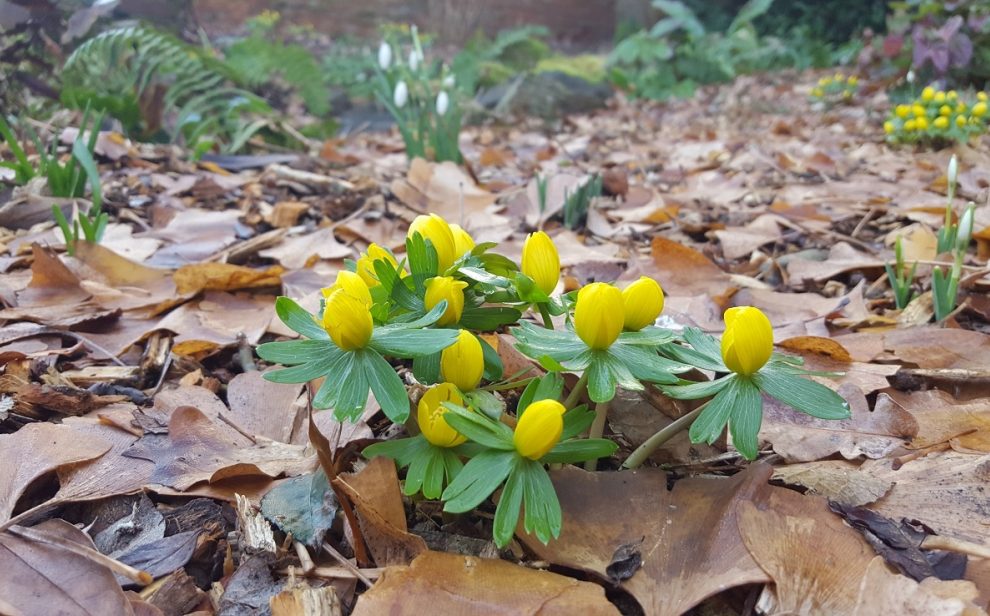 Aconites Thrive reading