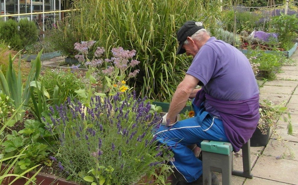 Man gardening from a stool, surrounded by plants