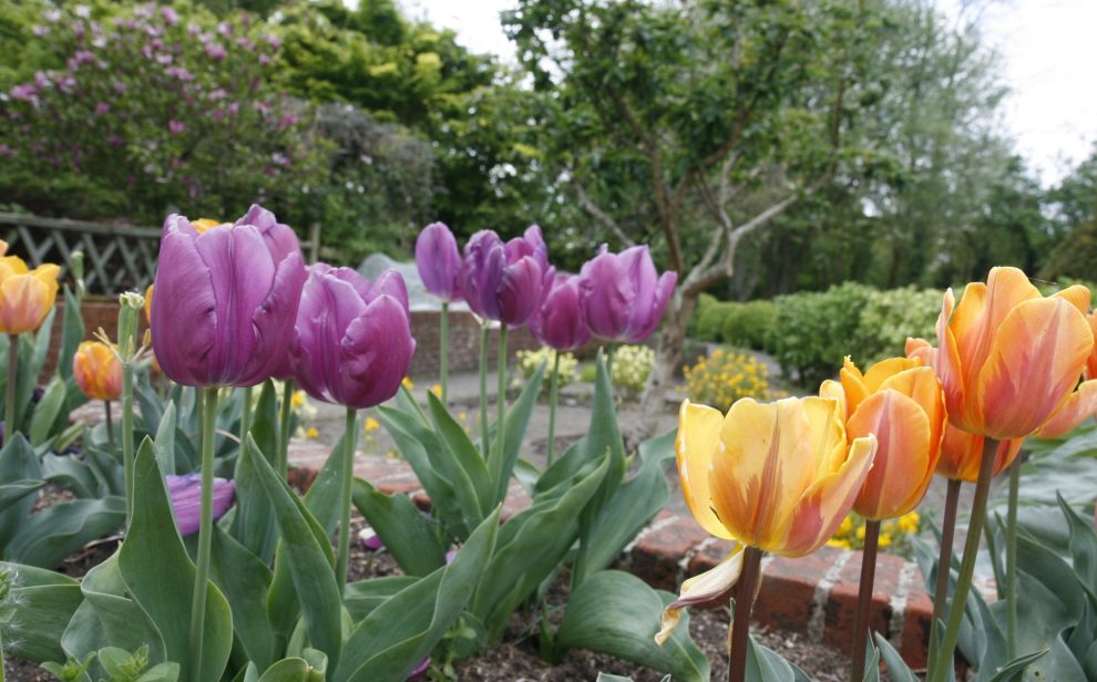 Orange and purple tulips in a raised bed at Thrive Reading